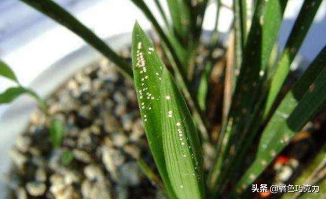 介壳虫 洗衣粉:洗衣粉能杀蚜虫能灌根吗？