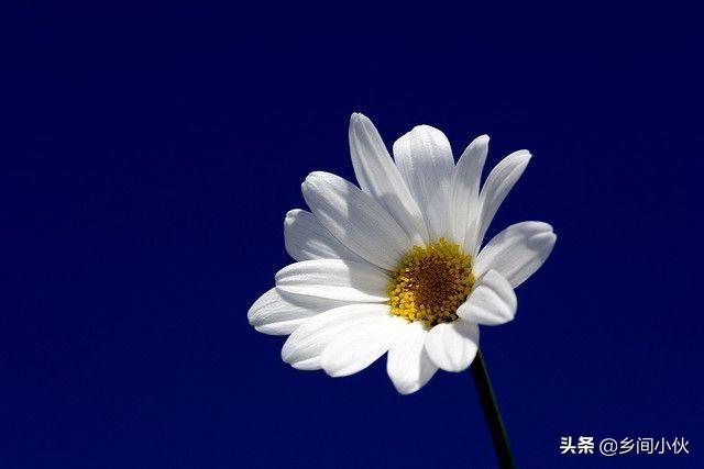 如何给菊花促蕾？