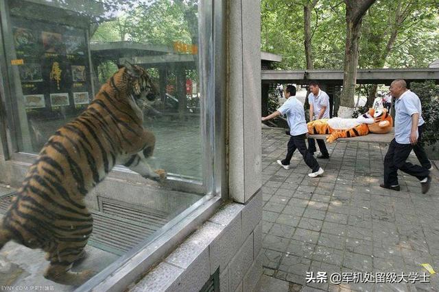 动物死亡图片:熊猫或者老虎死了以后都是怎么处理的？尸体都去哪里了？