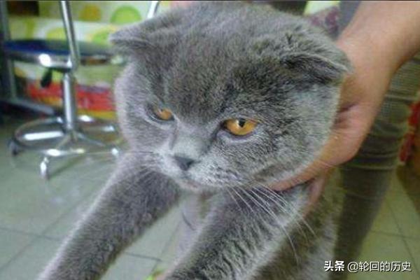 闷猫:养不熟的猫还要继续养下去吗？