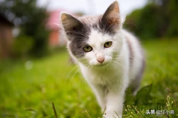 养猫记 by angelo:为什么很多人领养猫的时候都不要成年猫？ 养猫记小说