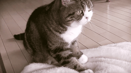 为什么猫咪能像液体一样缩小在小盒子里:猫咪把你当成父母会有什么迹象？