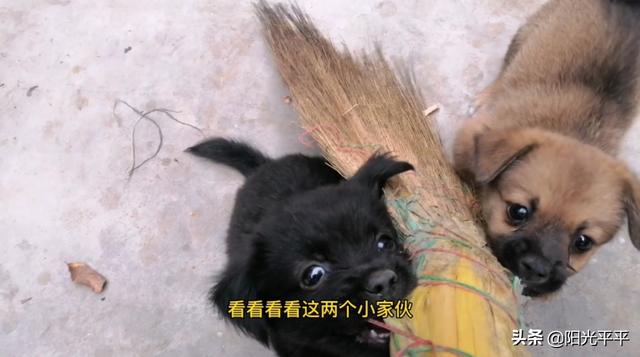 李宇春鞋被狗咬烂:狗咬主人是怎么回事？ ？