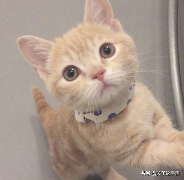 猫身上的吸血虫图片:如何清除猫身上的寄生虫？