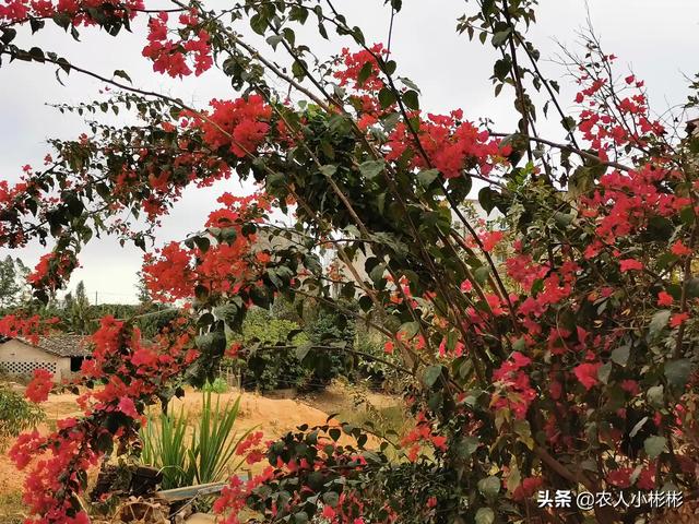 小彬彬前妻:谁给三农发展带来了福音？你如何评价？