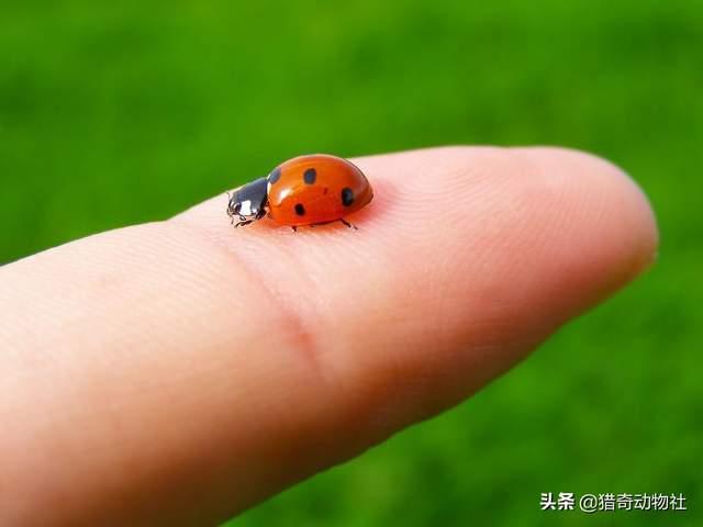 动物死亡图片:怎么处置路边流浪动物的尸体？如何让它们灵魂得到安息？