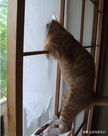 逃出可爱猫咪房间:八个月大的银渐层母猫刚到新家，已经躲了一整天，该怎么办？