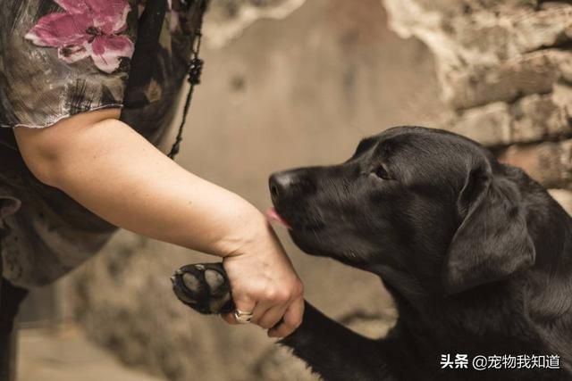 拉不拉多狗图片:拉布拉多犬可以活多少年？