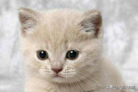 猫咪尿频不喝水:猫咪喝水不多却尿很多次怎么回事？