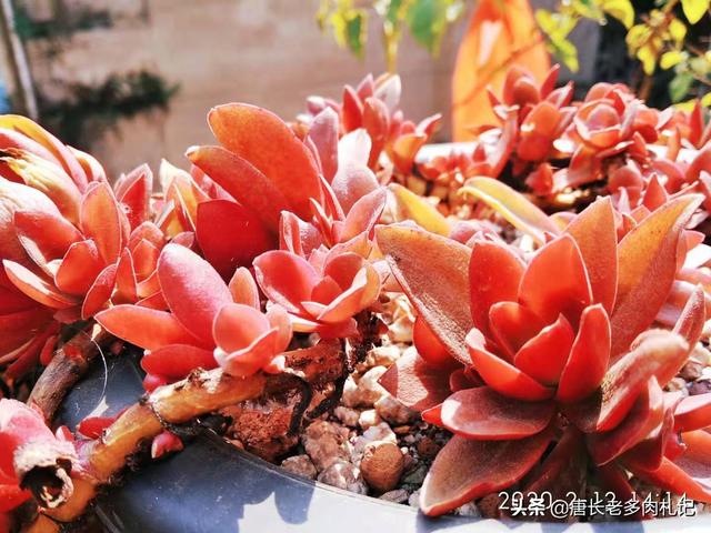 多肉乙女心图片:能晒一下你家的多肉让大伙瞧瞧吗？