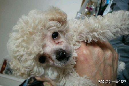 泰迪狗狗的训练方法:泰迪幼犬多大开始训练最易掌握技能？