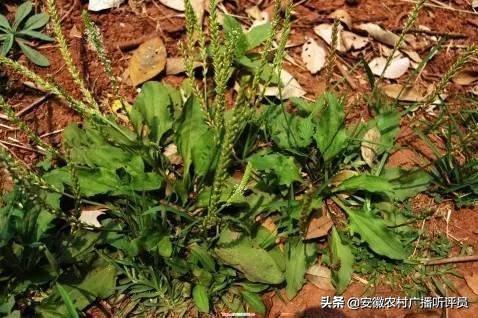 黄精收购商:当地野生药材资源丰富，如何把野生药材收购起来？