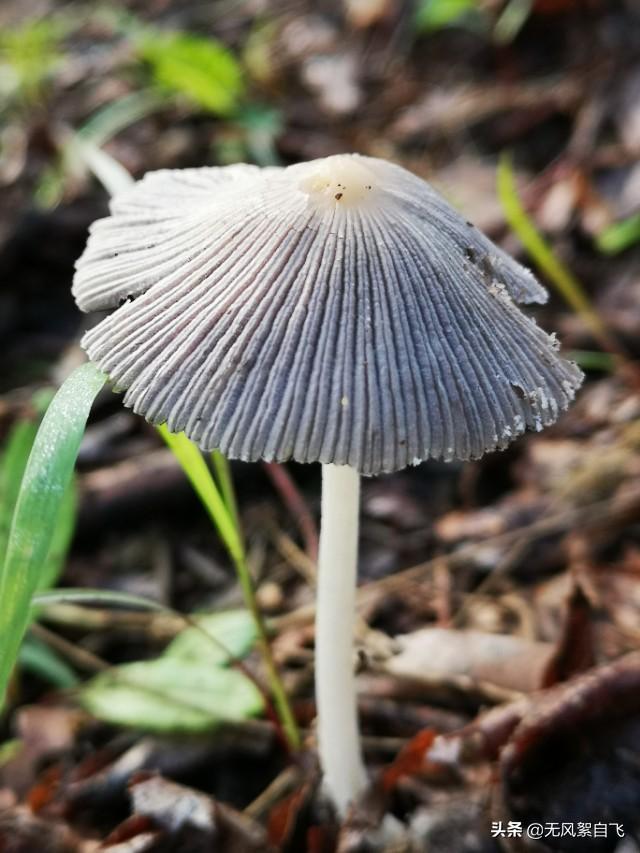 手机拍照时应该怎样正确持机，可以保证拍摄清晰，稳定