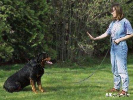 大小姐的训狗技巧:怎么训练狗狗才是正确的方法？