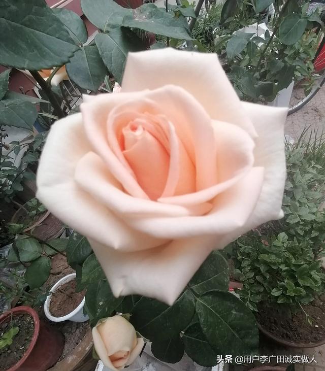 最香的几款月季品种是什么？插图43