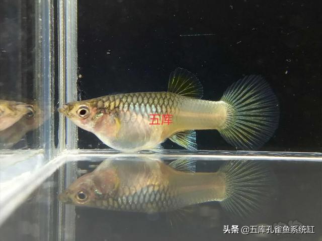 孔雀鱼怎么养出大尾巴:有谁知道如何养殖孔雀尾？ 孔雀鱼生了怎么养