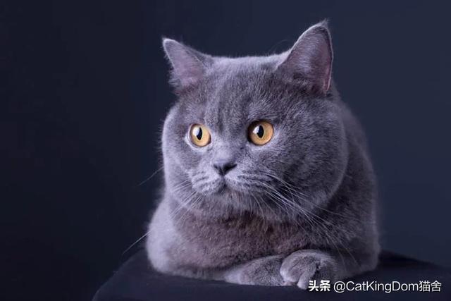 英短蓝猫特别小图片:一千块钱买的蓝猫，怎么是折耳的？好养吗？