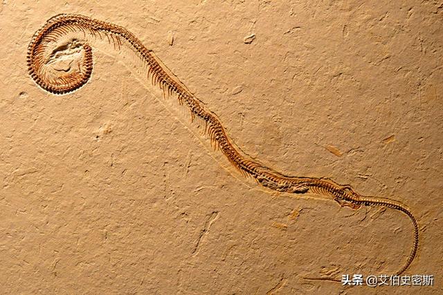蛇进化到龙的七个阶段，蛇的体形就像一条绳子，然而它们的祖先却是有脚的，为啥要退化掉