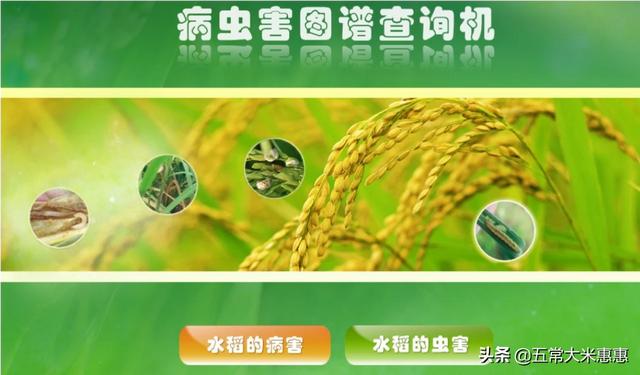 灰背铁线蕨:铁线蕨叶子枯黄，怎么解决？