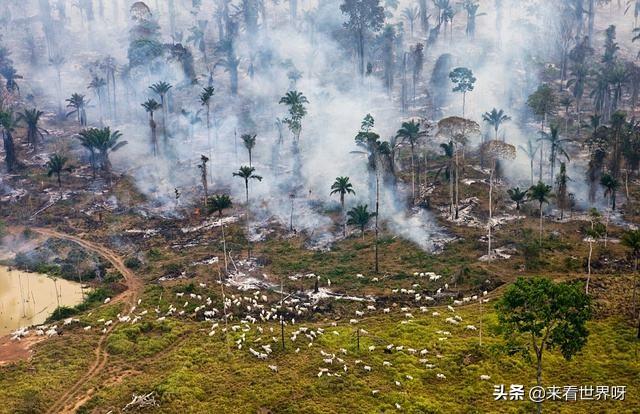 马肉能吃吗:马肉能吃吗多少钱一斤 人常吃牛羊肉，为什么却独不吃马肉？市场上的马肉都到哪去了？