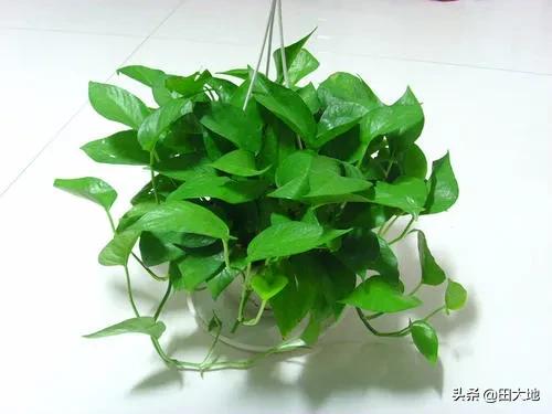 水养绿萝叶子发黄是什么原因:家里养的绿萝有不少叶子黄了，怎么办？