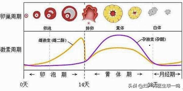 头条问答 每月排卵几个 女性怎么知道自己在排卵 7纳米之外的回答 0赞