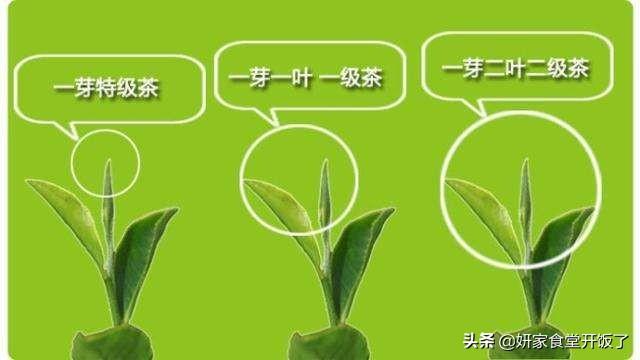 茶叶一级二级三级是根据什么区分的？