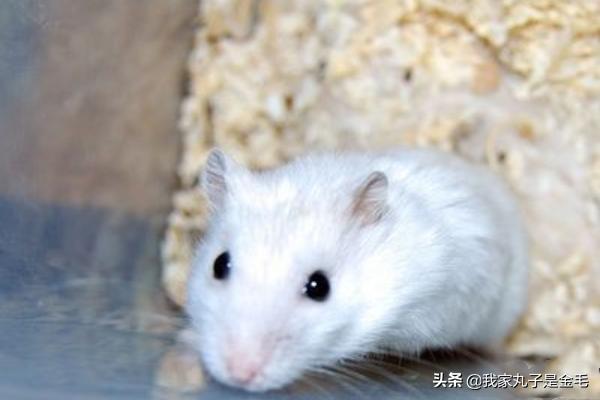 三线仓鼠野生色特征:养三线仓鼠前要买哪些仓鼠用品？
