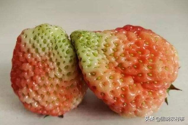 双色草莓:双色草莓鱼会攻击小丑鱼吗 有什么耐晒可以挂着的植物？