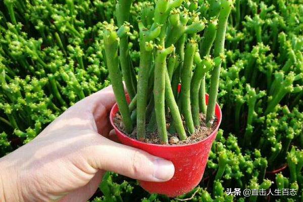 光棍树:光棍树是什么样的一种植物？