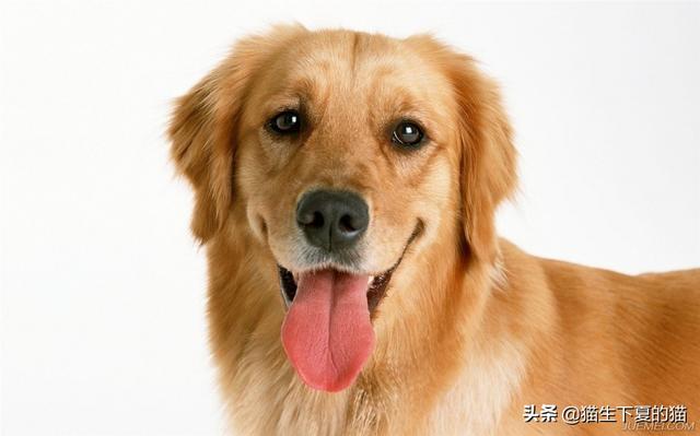 犬虫一扫光一吃就吐:狗狗吐是什么原因，狗得细小是什么症状？