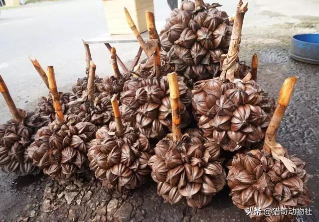 鸮鹦鹉介绍:有哪些动物植物是因为好吃而灭绝或者濒临灭绝的？