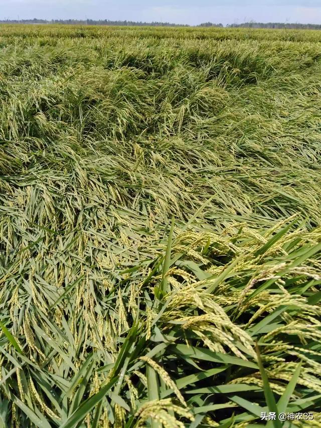 植物必需的营养元素:农作物和营养的关系是怎样的？如何弥补缺失的营养物质？