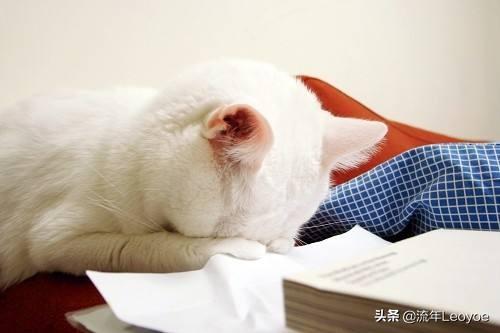 20_10_猫眼膜遮住眼睛:为什么猫睡觉要用手把头挡住？