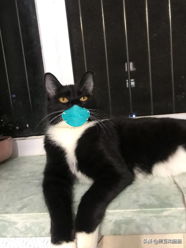 养猫好吗:家里有小孩子，是不是不适合养猫了？必须要送走猫咪吗？