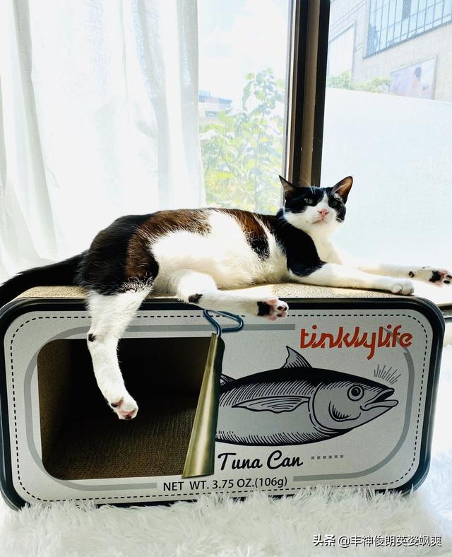激色猫:身上有三种花色的猫都是母猫，这是真的吗？