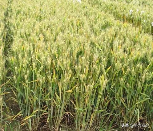 如何评价小麦的好坏，快种小麦了，怎么辨别小麦种子好坏