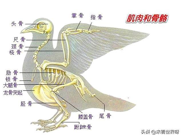 头条问答 - 鸟类的翅膀会不会在以前也是类似于手的?(3个回答)