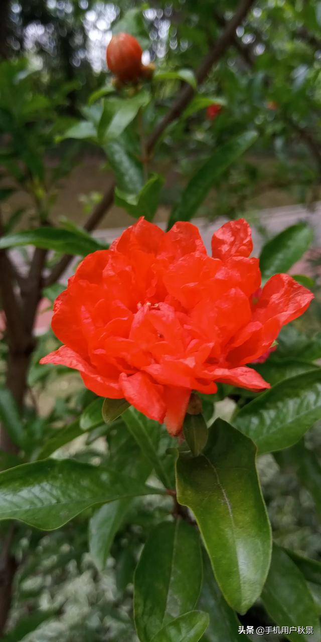 头条问答 - 代表着子孙满堂的石榴花,摄影爱好者要如何拍摄它?