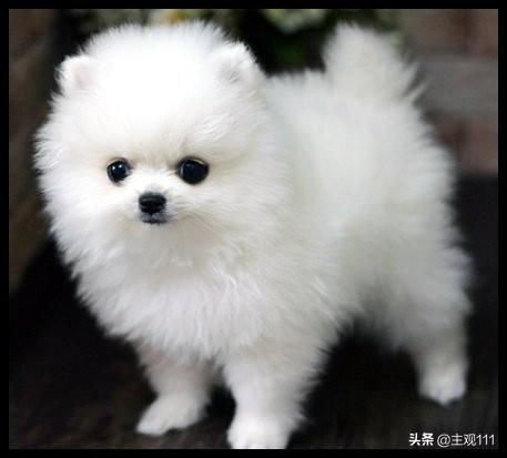 头条问答 四个月的比格犬一天大便几次正常 5个回答