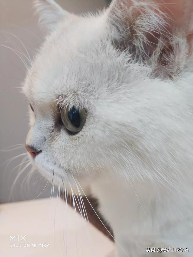 幼猫驱虫:领养了一只流浪小猫，怎么安排洗澡、驱虫、疫苗的顺序？