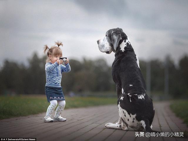 驯养宠物知识大全:狗狗一生分为几个阶段，你觉得饲养中需要注意什么？