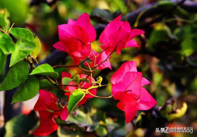 头条问答 - 铁三角花怎么养?(47个回答)