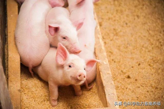 猪拉稀的原因文章:仔猪出生就拉稀，都是什么原因，怎么治疗和预防？
