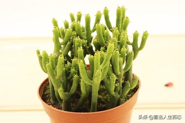 光棍树:光棍树是什么样的一种植物？