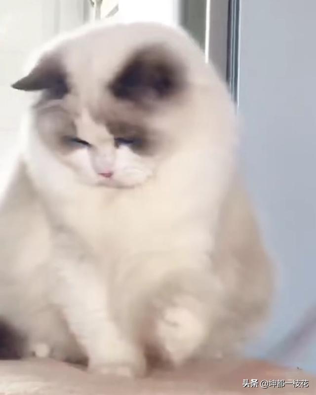布偶猫吧的人有病:布偶猫感冒了，打针不行，该怎么办？ 布偶猫有病吗