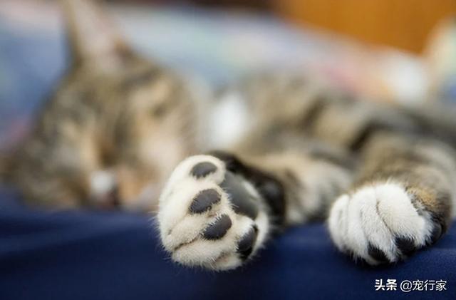 猫指甲套对猫的危害是什么:养猫不给猫剪指甲会发生什么？