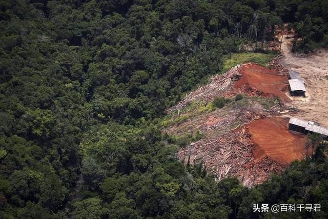 世界森林面积如果翻倍会怎样，如果现在地球上的森林面积增加一倍，会有什么变化