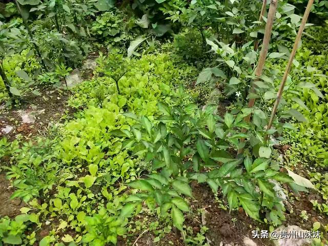 软腐病191:柑橘酸腐病严重影响贮藏品质，该如何防治？
