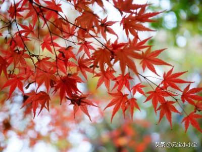 大自然的语言有哪些说明方法？:大自然的语言说明顺序 第2张